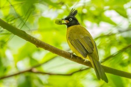 	Black-crested Bulbul bird with his foodの写真素材