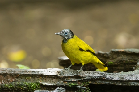 The portrait of Black-headed Bulbul Pycnonotus atriceps の写真素材