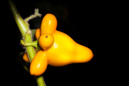 Close up of Solanum mammosum fruitの写真素材