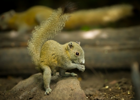 Wild Squirrel eating in the forest of Thailandの写真素材