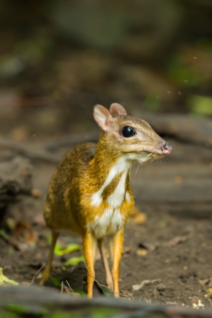 Chevrotain or Mouse deer  Tragulus javanicus  is staring at us in wild nature of Thailandの写真素材