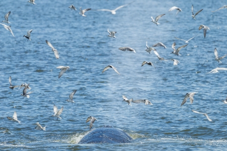 Close up of Bryde s whale breathing with Tern over around の写真素材