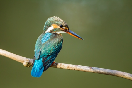 Beautiful position of Common Kingfisher in natureの写真素材
