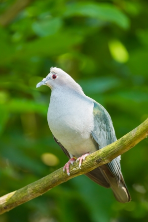 The full close up of Green Imperial Pigeon catch on the treeの写真素材
