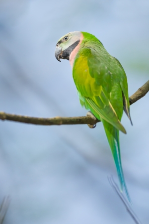 The portrait of Red-breasted parakeet  Psittacula alexandri  in Thailand 