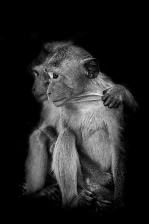  Monkey Long-Tailed Macaque    の写真素材