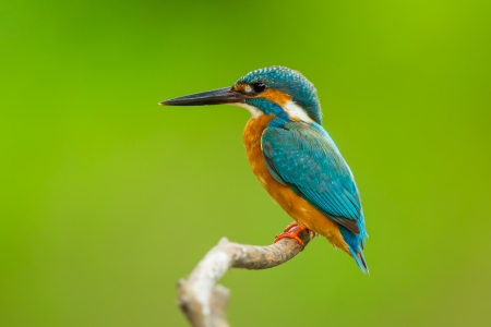 Close up of Common kingfisherの写真素材