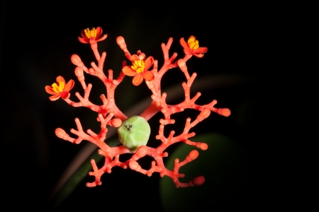 Close up of Jatropha podagrica for background useの写真素材