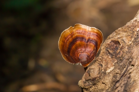 Microporus xanthopus  Fr   Kuntze in the deep forest of Thailandの写真素材