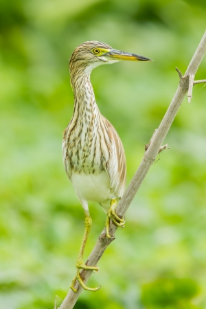 Chinese Pond Heron  Ardeola bacchus  act on bamboo in nature