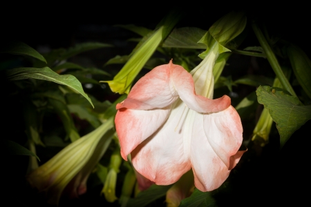 Close up of Brugmansia for background useの写真素材