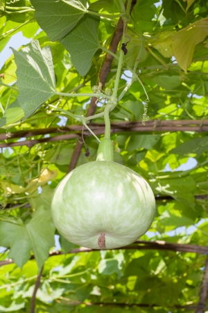 	Bottle gourd   Lagenaria siceraria  on its branchの写真素材