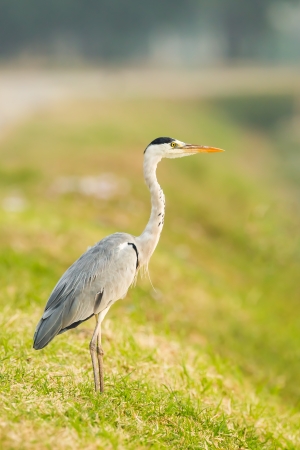 Portrait of Grey heron  Ardea cinerea  in nature of Thailandの写真素材