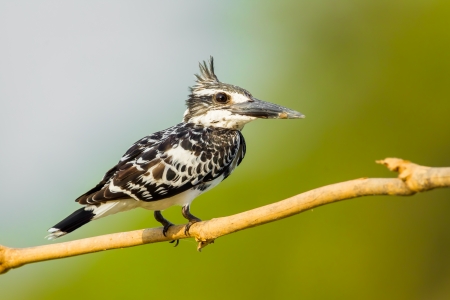  Pied Kingfisher  Ceryle rudis  stair at us with green backgroundの写真素材