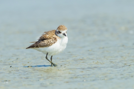 Red-necked Stint Calidris ruficollis  spread her feather in natuure