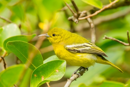 Close up of Common Iora   Aegithina tiphia  in natureの写真素材