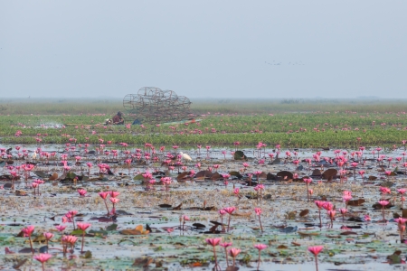 NAKORNSAWUN,THAILAND-JANUARY 17  Thai native fisherman sailing the boat in the morning with fog to catch the fish in Bungboraphet Pond at Nakornsawan on January 17,2014 in Nakornsawan,Thailan d のeditorial素材