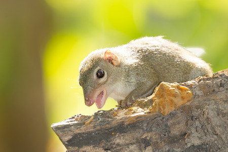 Common treeshrew (Tupaia glis )show her teeth in natureの写真素材