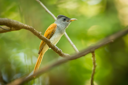 Asian Paradise Flycatcher (Terpsiphone paradisi) on the branch in nature