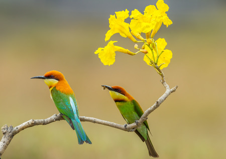 Couple of Chestnut-headed Bee-eater  Merops leschenaulti  with flower and beeの写真素材