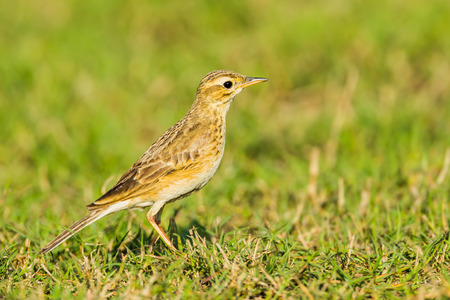 Paddyfield Pipit, or Oriental Pipit  Anthus rufulus  in Khaoyai national park,Thailandの写真素材