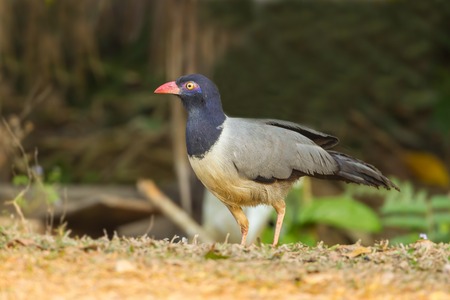 Ground-Cuckoo bird, Coral-billed Ground-Cuckoo  Carpococcyx renauldi   at Khaoyai national...