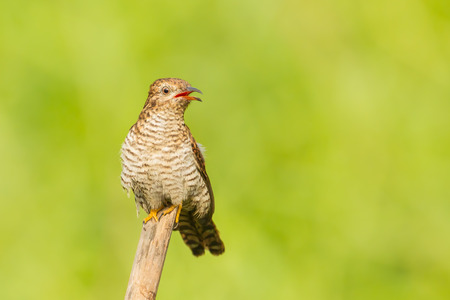 Female Plaintive Cuckoo Cacomantis merulinus   in nature の写真素材