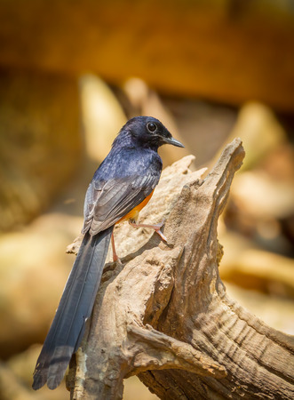 Portrait of Male White-rumped shama Copsychus malabaricus  on the wood