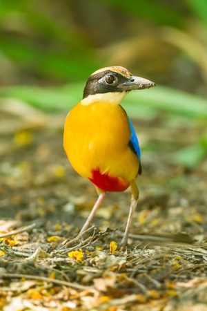 The close up portrait of Blue-winged Pitta  Pitta moluccensis  in natureの写真素材