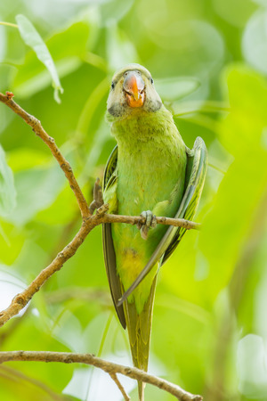 Alexandrine parakeet Psittacula eupatria  on the banyan tree in nature