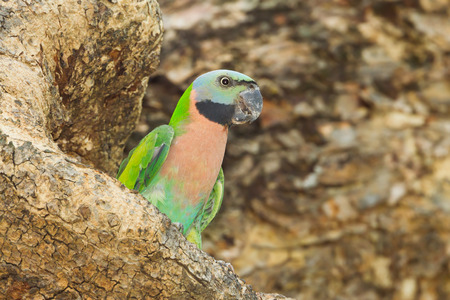 Close up of  Red-breasted parakeet Psittacula alexandri  on the tree の写真素材