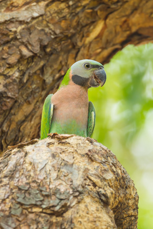 The portrait of Red-breasted parakeet Psittacula alexandri  on the tree in nature