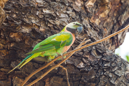 Red-breasted parakeet  Psittacula alexandri    the tree in natureの写真素材