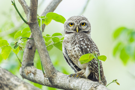 Spotted owlet  Athene brama  stair at us in natureの写真素材