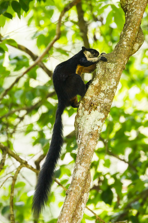 Black giant squirrel Ratufa bicolor  on the tree in nature at K Y, National park, Thailandの写真素材