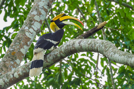 Great Hornbill  Buceros bicornis   nature at Khao Yai National Park,Thailand の写真素材