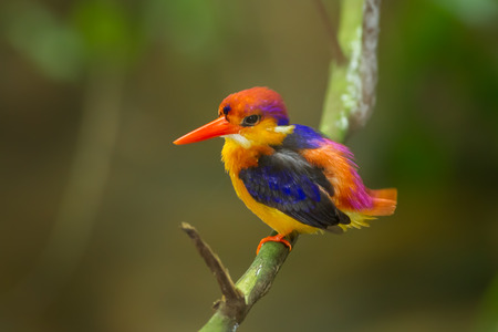 Beautiful colorful Backside of Black-backed Kingfisher Ceyx erithaca  in Kengkrajarn naional park,Thailandの写真素材