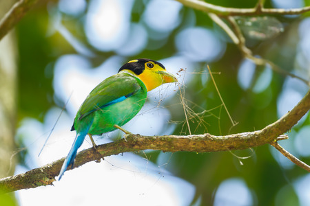 Black-and-red Broadbill  Cybirhynchus macrohynchus with her glass in nature of Thailandの写真素材