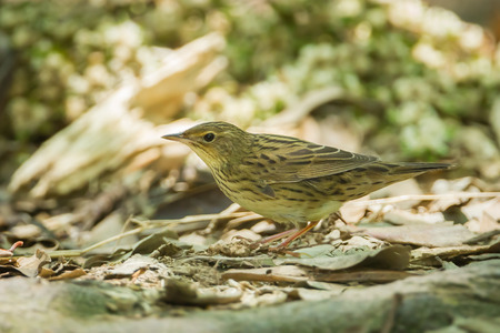 Lanceolated Warbler  Locustella lanceolata の写真素材