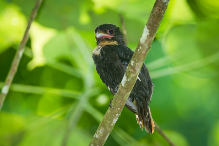 Dusky Broadbill  Corydon sumatranus  on the branch at Kengkrajarn national park,Thailand の写真素材