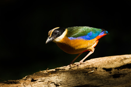 Blue-winged Pitta  Pitta moluccensis  on the wood in nature of Thailand の写真素材