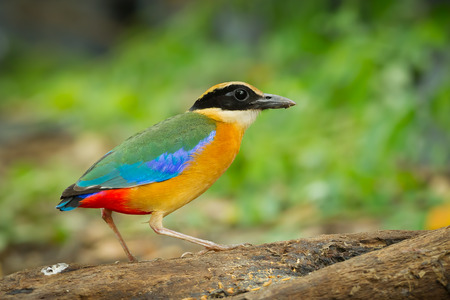 Walking action of Blue-winged Pitta  Pitta moluccensis  on the wood in natureの写真素材