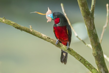Black-and-Red Broadbill Cybirhynchus macrohynchus  with his leaf  on the branch in nature at Kengkrajarn national park,Thailandの写真素材