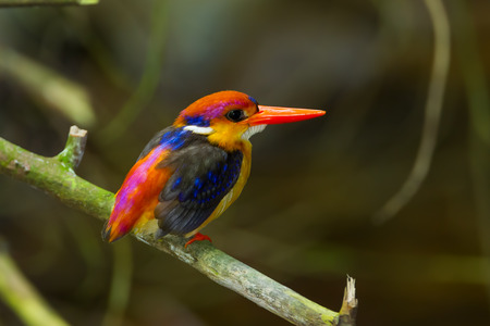 Dwarf Kingfisher  Ceyx erithaca  on the branch in natureの写真素材