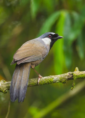 Black-throated Laughingthrush Garrulax chinensis   catch on the branch in nature at Khaoyai national park,Thailandの写真素材