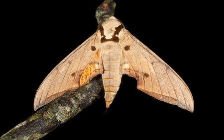 Top view of moth  in nature at Khaoyai national park,Thailandの写真素材