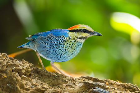 Close up of Blue pitta  Hydrornis cyaneus  in nature at Kaengkrajarn national park,Thailandの写真素材