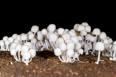 Nature mushroom at Kaengkrajarn national park,Thailandの写真素材