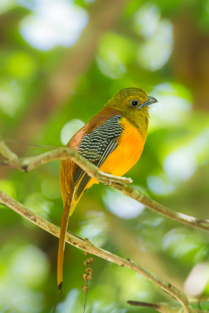 Portrait lovely of Orange-breasted Trogon  Harpactes oreskios   in nature at Kaengkrajarn national park,Thailand の写真素材