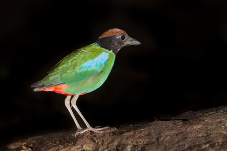 Hooded Pitta  Pitta sordida  in nature at Kaengkrajarn national park,Thailandの写真素材